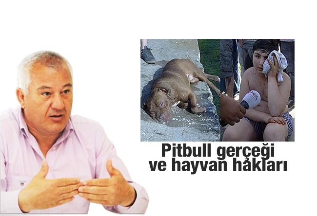 Fatih Çekirge : Pitbull gerçeği ve hayvan hakları
